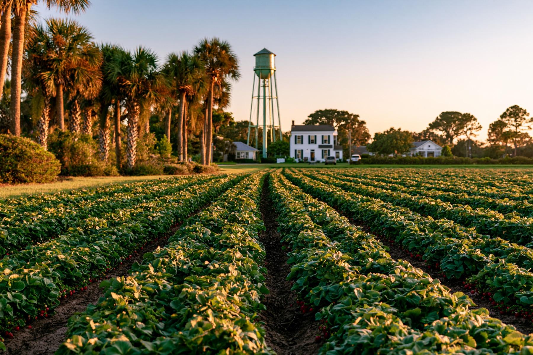 Golden-hour view of strawberry country near Plant City, Florida