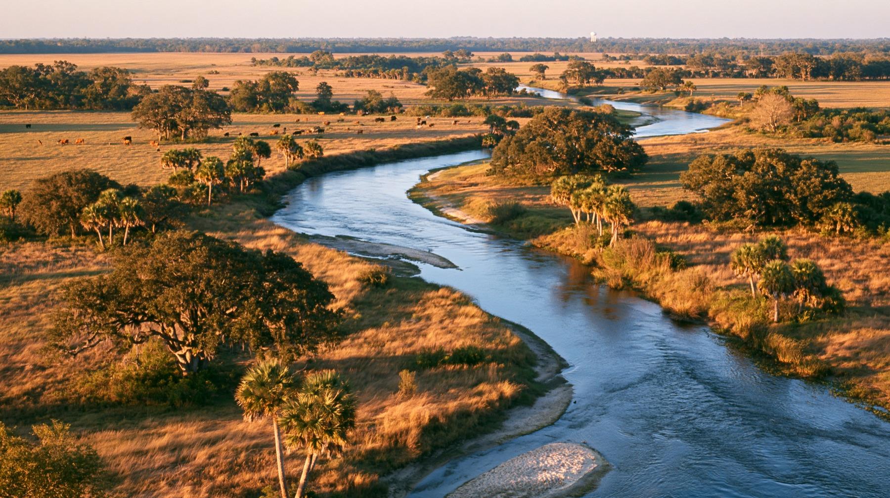 The Peace River winding through golden Hardee County ranchland with cattle and sabal palms near Zolfo Springs